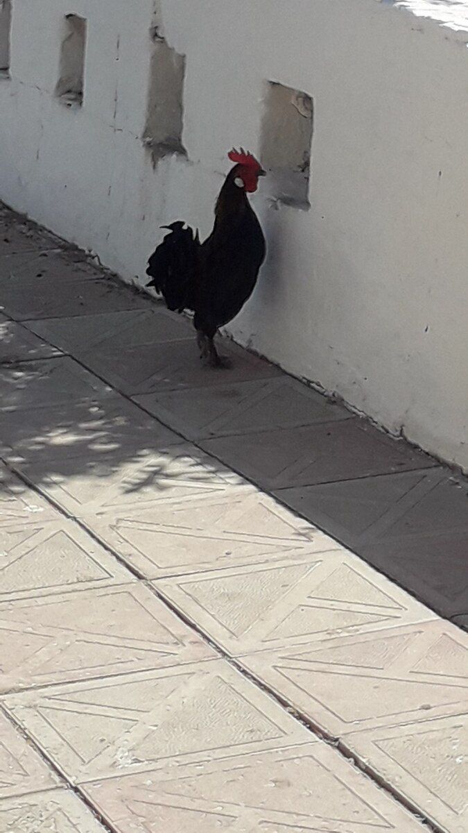 Yaponka xoruzu — Quşlar, Bakı (3)