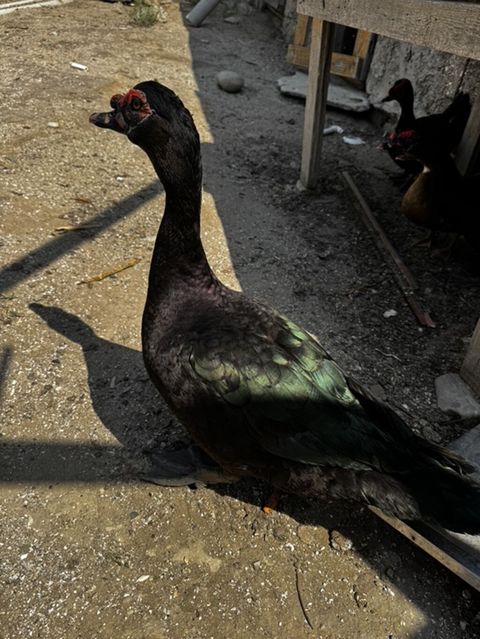 Lal ördek, Amerikan sortu Erkek təmiz qan satılır — Digah