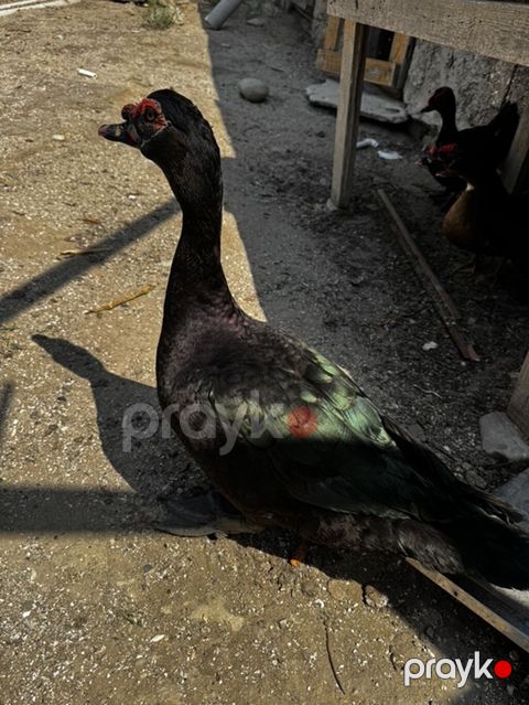 Lal ördek, Amerikan sortu Erkek təmiz qan satılır