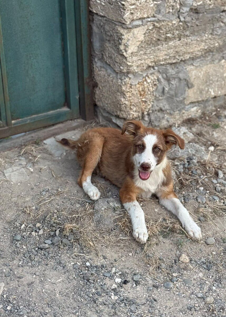 Həyət iti — Heyvanlar, Bakı (3)