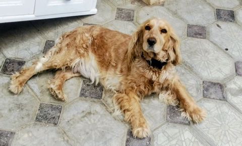 Koker spaniyel, 2 il, Dişi, Ünvandan götürmə — Digah
