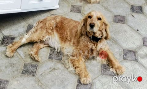 Koker spaniyel, 2 il, Dişi, Ünvandan götürmə