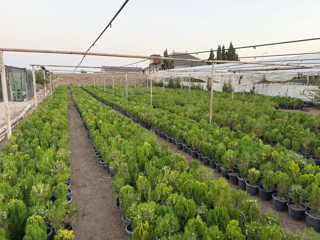 Tuya və Konusparis — Bitkilər, Bakı (2)