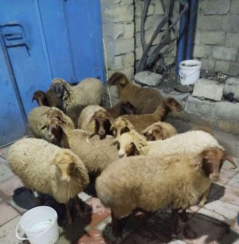 13 dene quzu satılır biri erkekdi qalanı dişi, qiyməti 215 manat kom — Digah