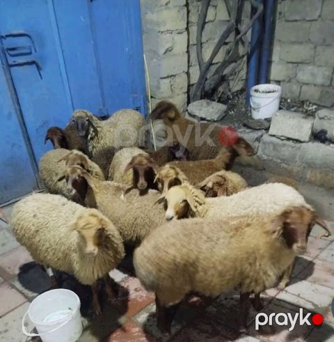 13 dene quzu satılır biri erkekdi qalanı dişi, qiyməti 215 manat kom