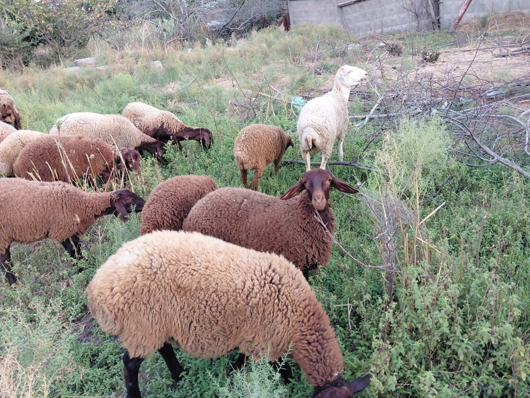 Qoyunlar — Heyvanlar, Bakı (5)