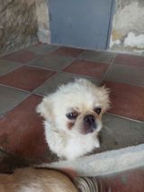 Pekines — Animals