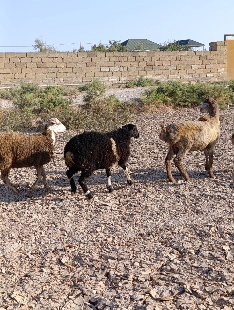 Quzular və qoyunlar — Heyvanlar, Sumqayıt (6)