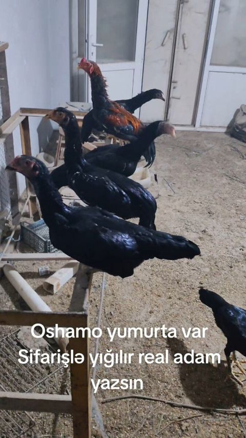 Oshamo yumurtaları — Şamaxı