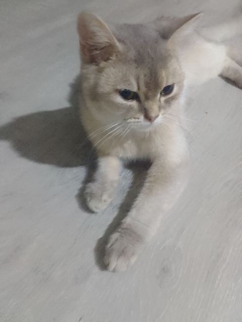 Erkək — Bakı