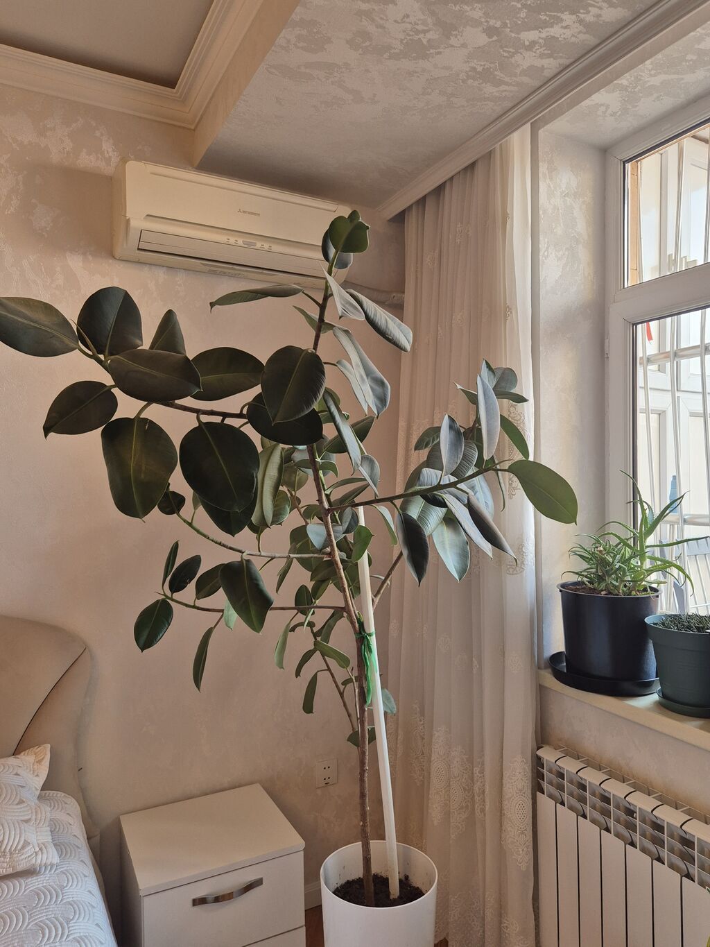Böyük dekorativ otaq bitkisi – Ficus elastica (rezin ağacı) - Növ — Mallar, Bakı (2)