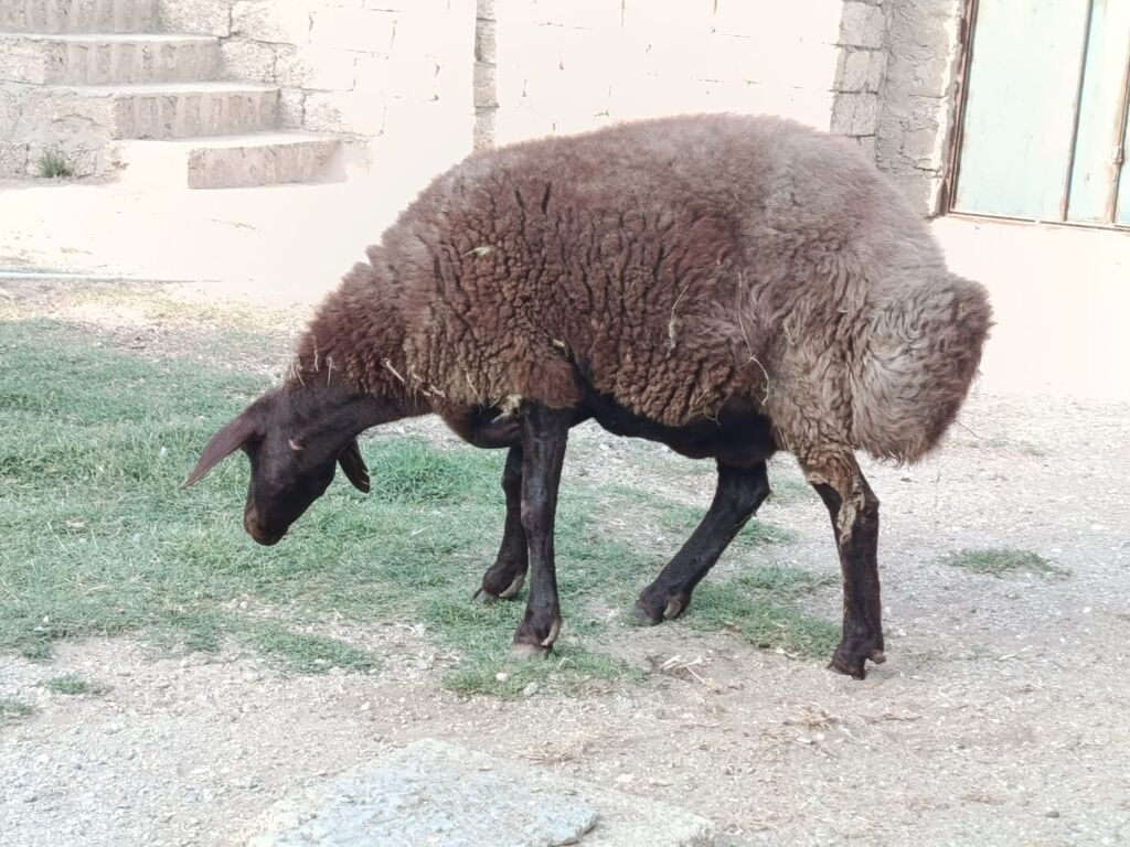 Dişi, Qala, il: 2, 80 kq, Damazlıq, Ünvandan götürmə — Heyvanlar, Bakı (3)