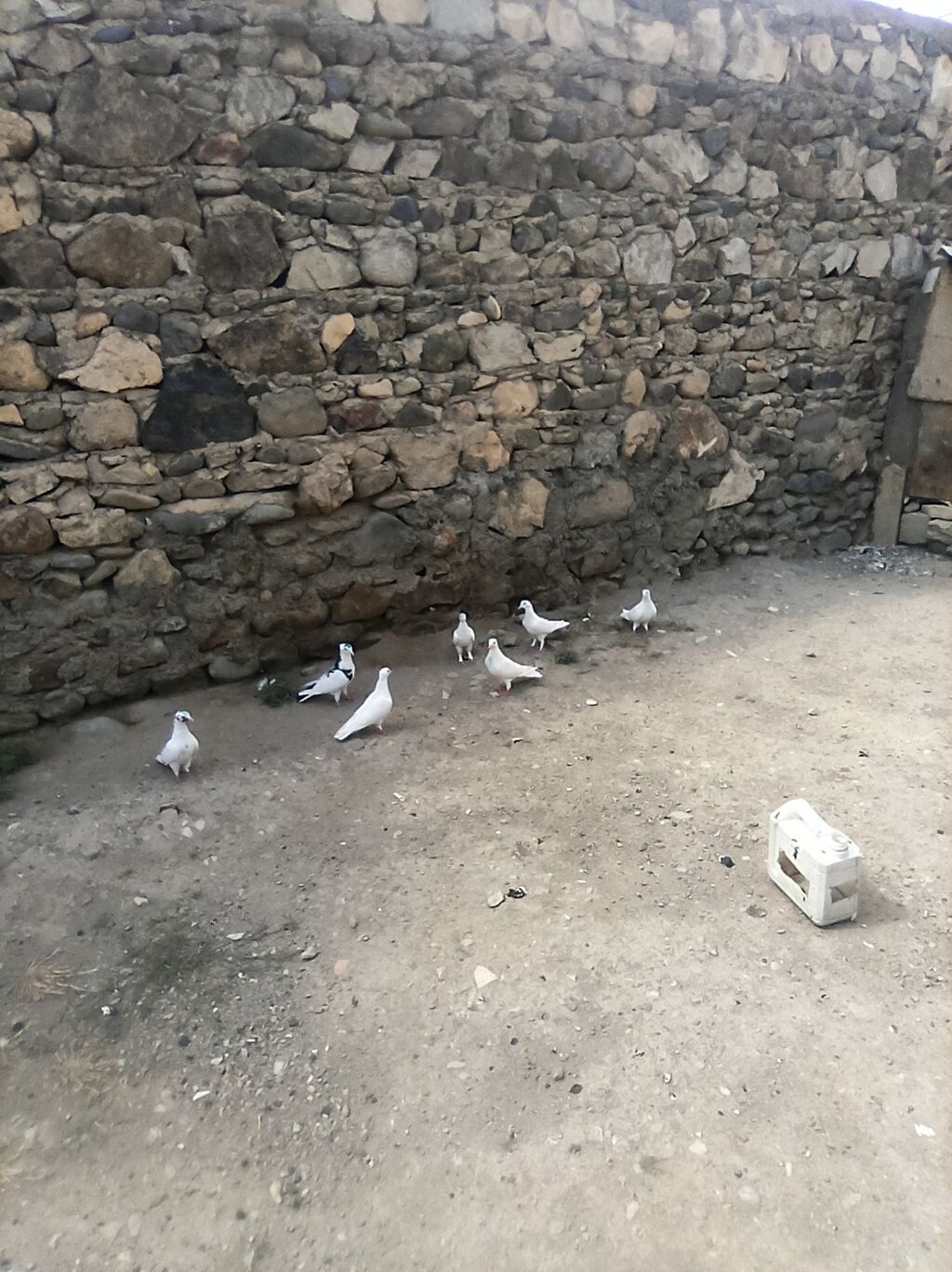 7qus 40bal gel apar tergipme — Quşlar, Gəncə (2)