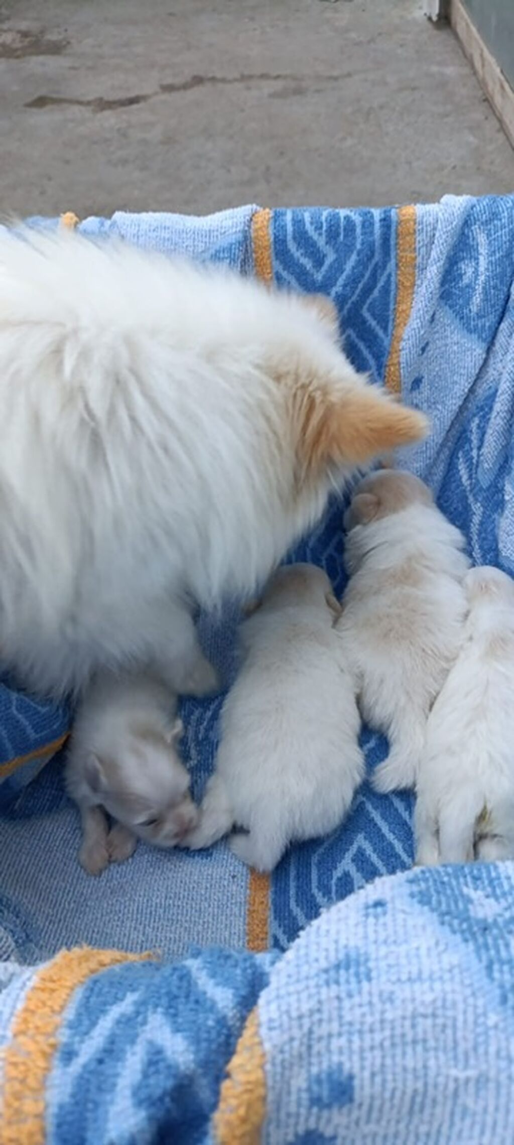Pomeran şpistler satılır.Tam sağlam və aktivdirler.Anası və balaları — Heyvanlar, Mehdiabad