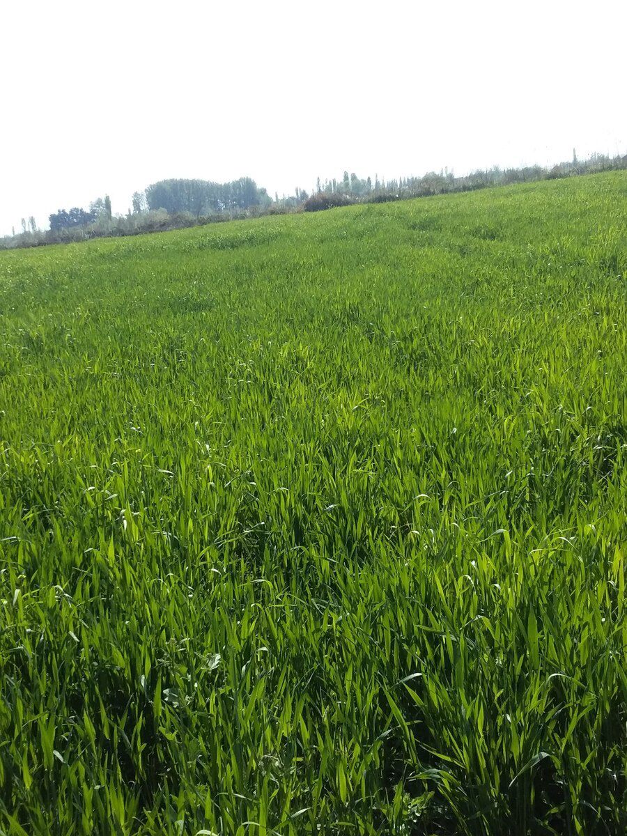 143 sot torpaq sahəsi, Göyçay r — Torpaq, Göyçay (2)
