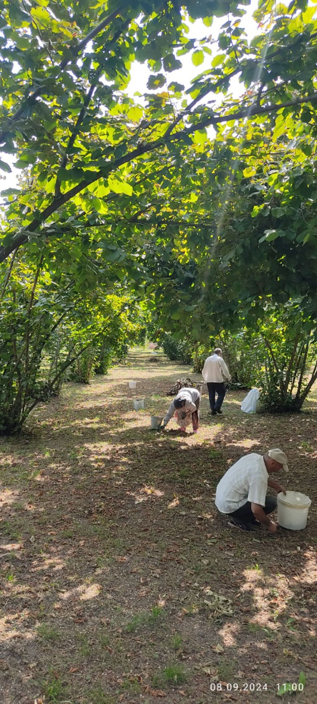 80 sot, Kupça (Çıxarış) — Torpaq, Oğuz (3)