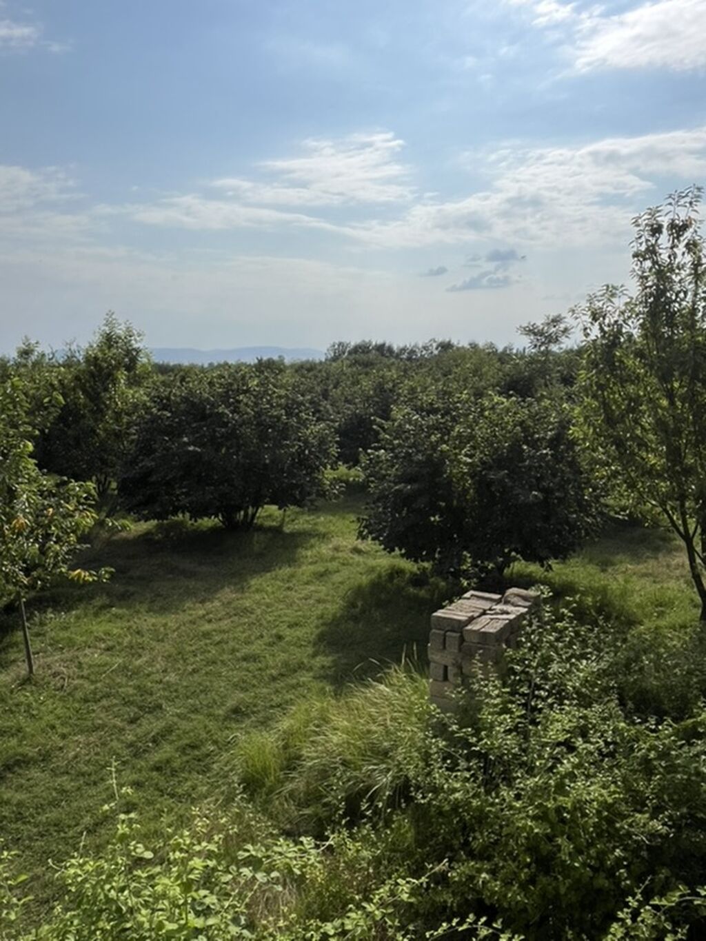 6 sot, Tikinti, Kupça (Çıxarış) — Torpaq, Qəbələ (9)