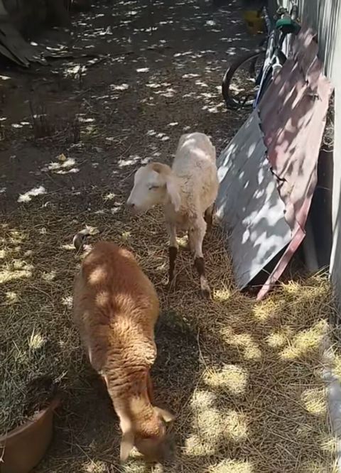 Iki dişi quzu satılır qiyməti birinin 150 manat — Digah