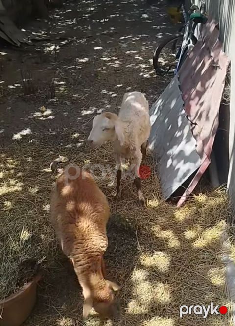 Iki dişi quzu satılır qiyməti birinin 150 manat