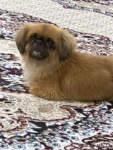 Pekines — Hayvanlar