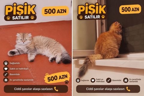 Pişik satılır – 500 AZN - Sakit və mehriban xasiyyətli - Sağlamdır — Xırdalan