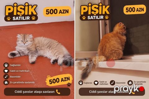 Pişik satılır – 500 AZN - Sakit və mehriban xasiyyətli - Sağlamdır