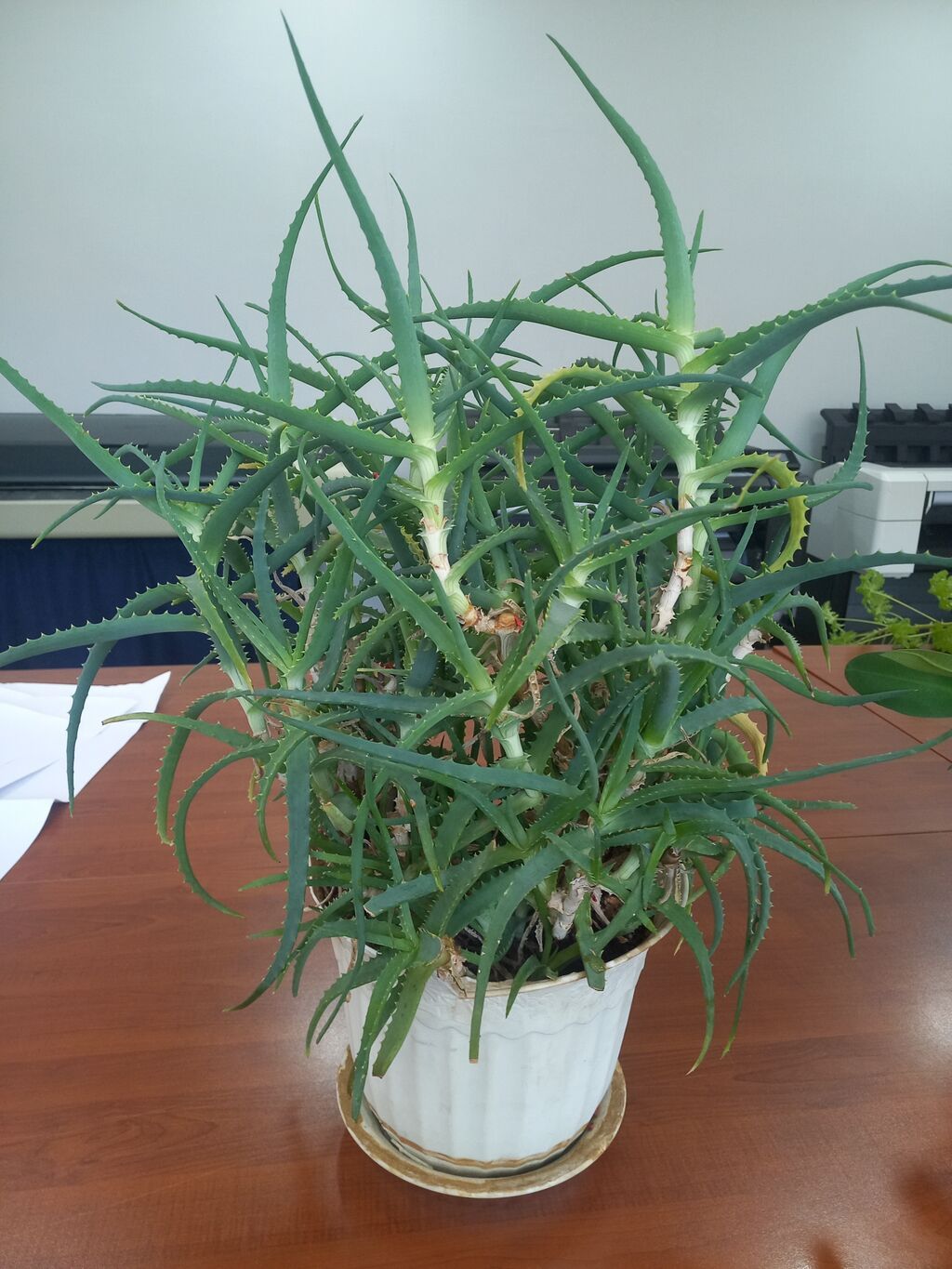 Aloe (sukkulent) otaq bitkisi - Növ: Aloe – çoxgövdəli, tikanvari — Mallar, Sumqayıt (2)