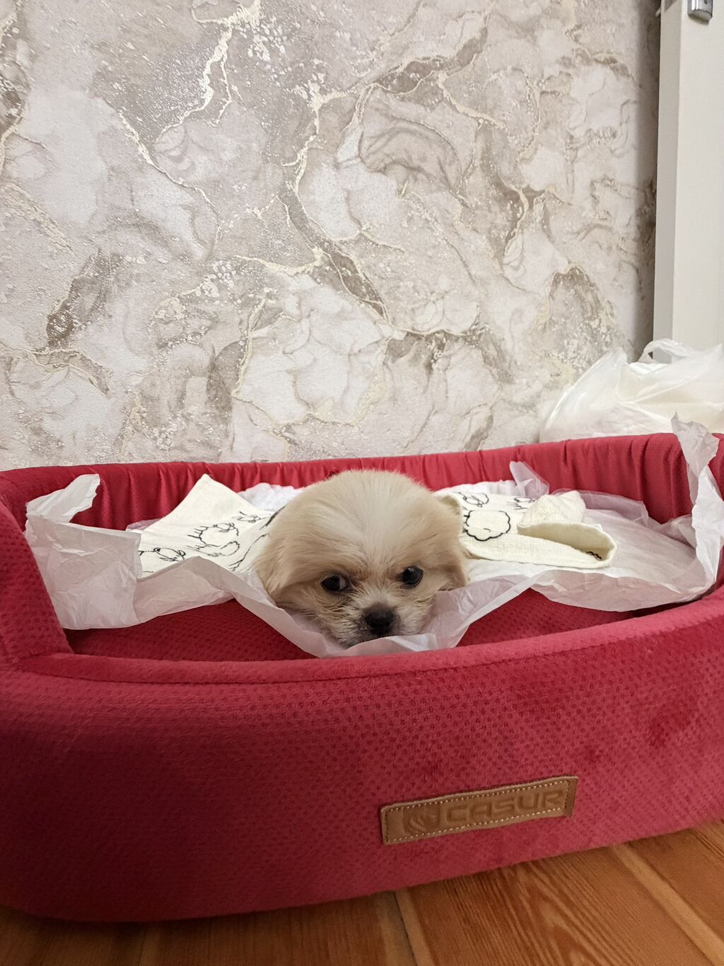 Pekines, 1 ay, Erkək — Heyvanlar, Qobu (5)