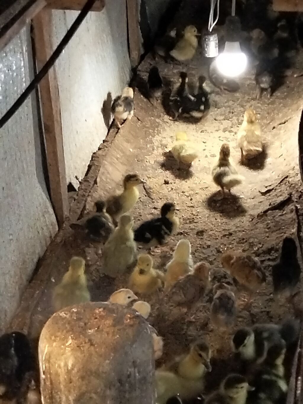 Məhsul: Ördək balaları (qarışıq rəngləi Çox gotrene endirim olunacag — Heyvanlar, Xırdalan (5)
