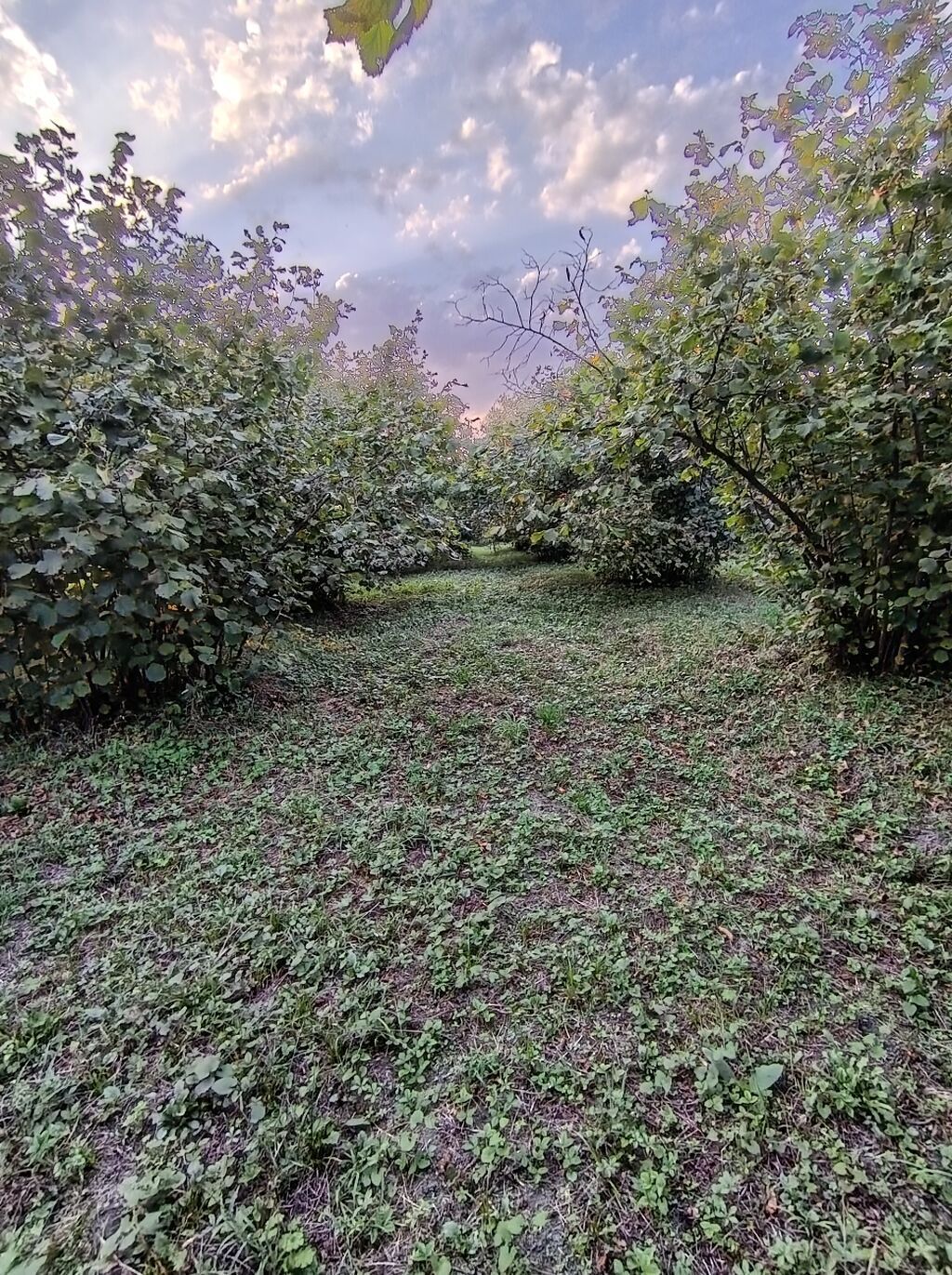 Zaqatala rayonu Göyəm kəndində 40 sot findiq bagi satilir, 32 — Bitkilər, Balakən (5)