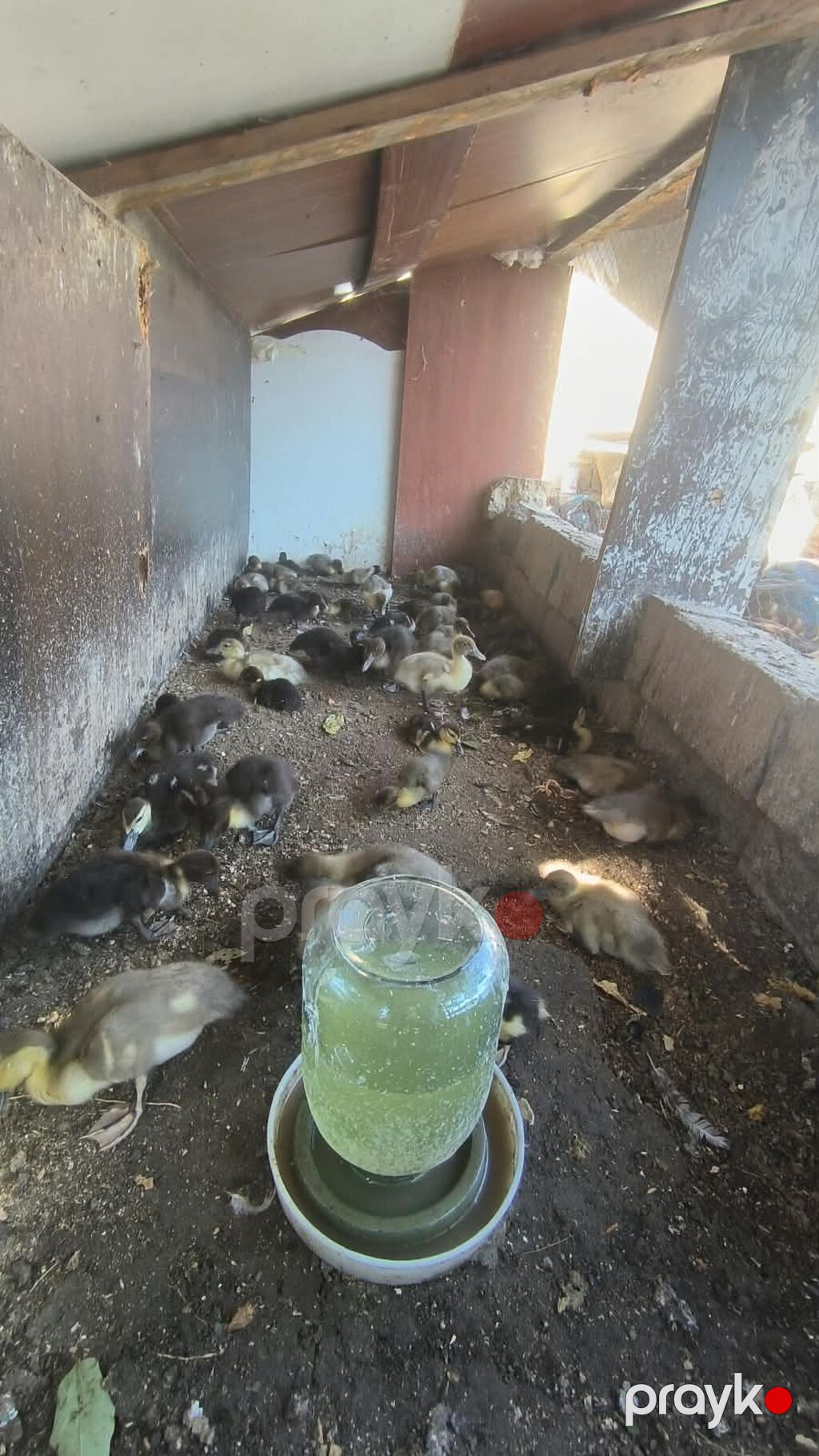 Byoukler 6 ayliq 23 azn Balcalar 1 ayliq 10 azn Çox sayda alana — Heyvanlar, Xırdalan (5)