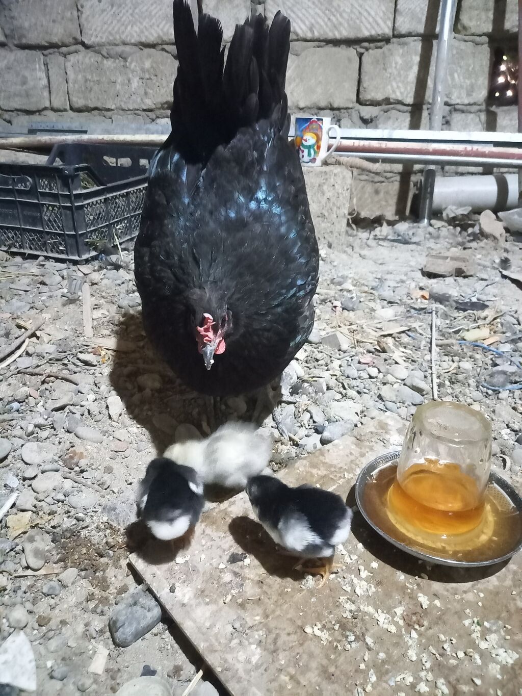 Toyuq, Australorp, Damazlıq, Ünvandan götürmə — Heyvanlar, Bakı (7)