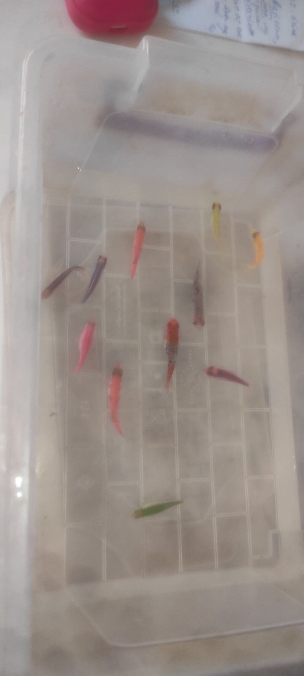 Glofish, Sülhsevər — Heyvanlar, Bakı (2)