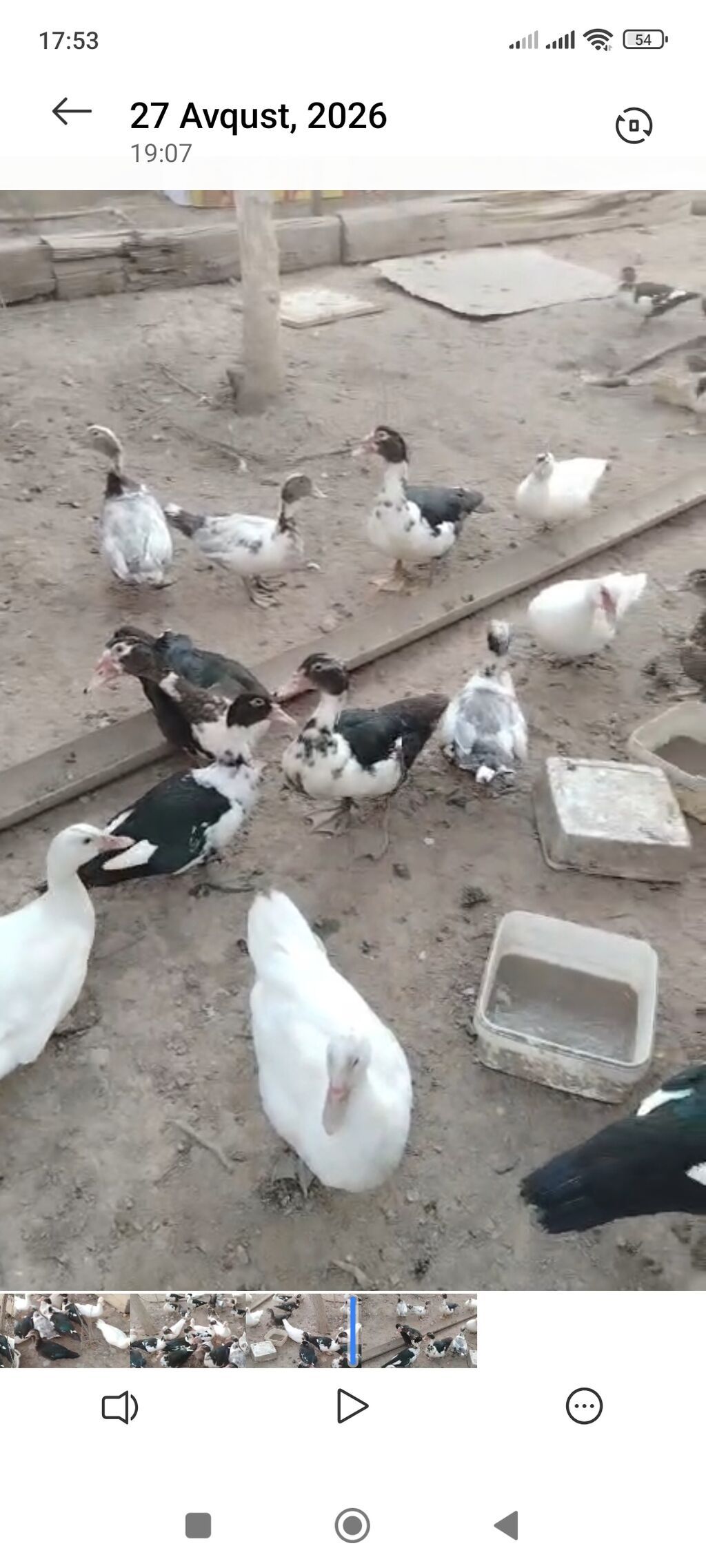 Satılır müxtəlif rəng çalarlarında ördəklər və ördək balaları — Heyvanlar, Sumqayıt (2)