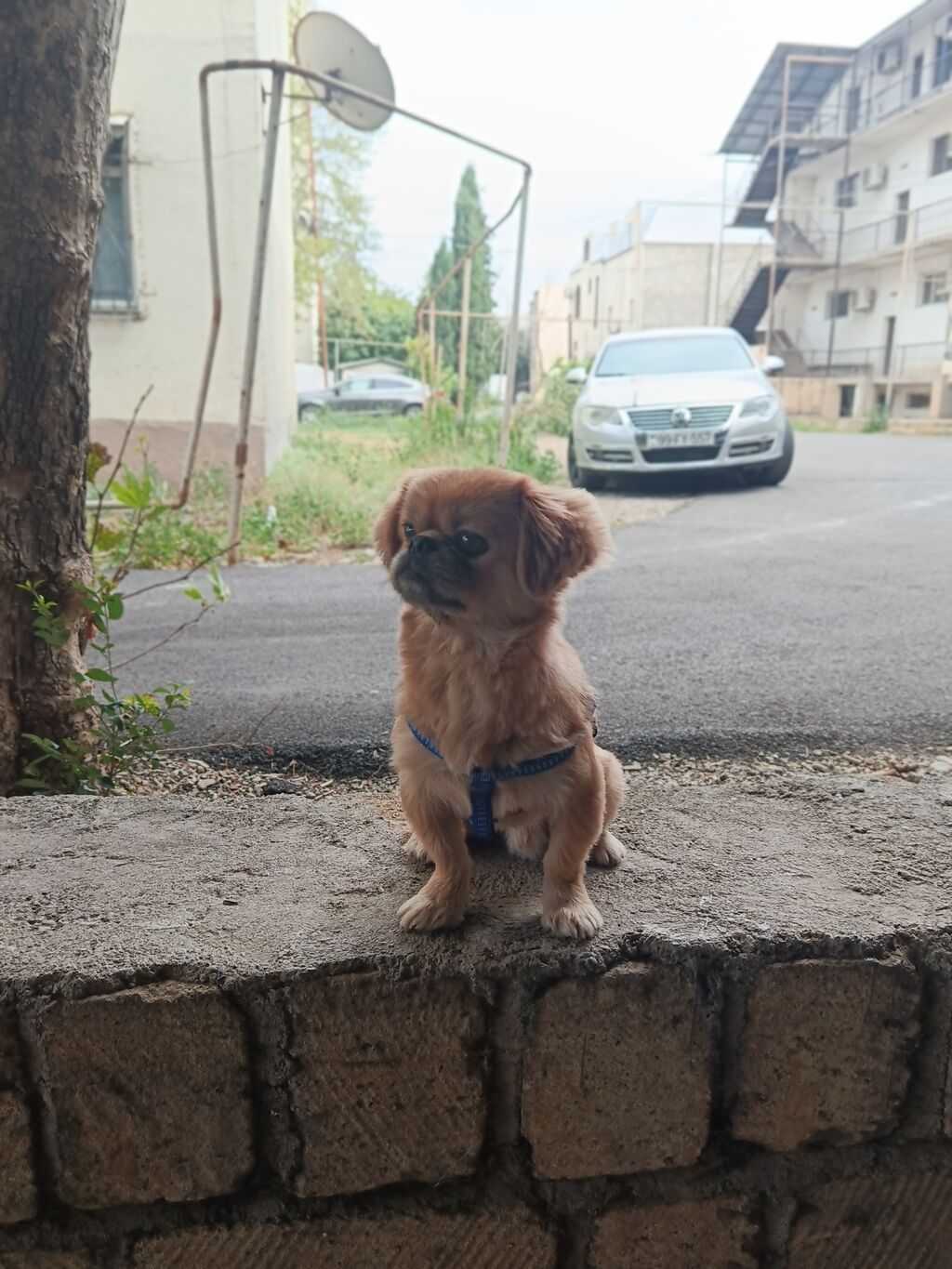 Pekines, 1 il, Erkək, Ünvandan götürmə — Heyvanlar, Gəncə (4)