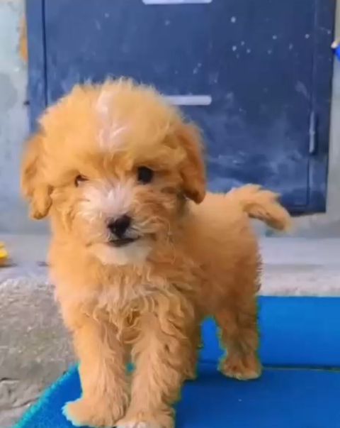 Pudel, 2 ay, Erkək — Bakı