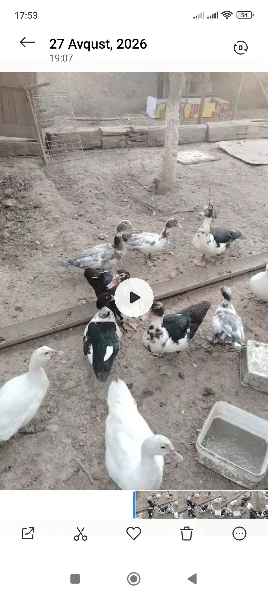 Satılır müxtəlif rəng çalarlarında ördəklər və ördək balaları — Heyvanlar, Sumqayıt