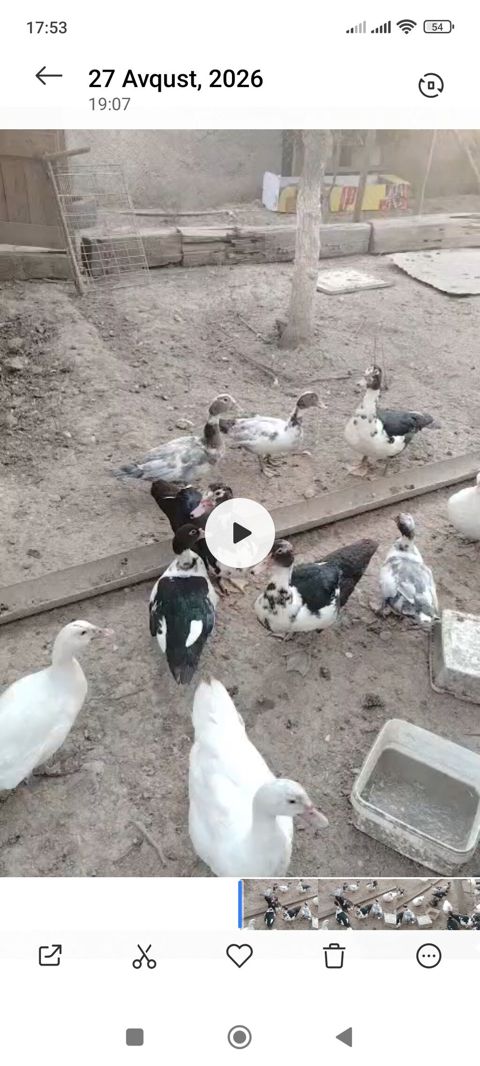 Satılır müxtəlif rəng çalarlarında ördəklər və ördək balaları — Sumqayıt