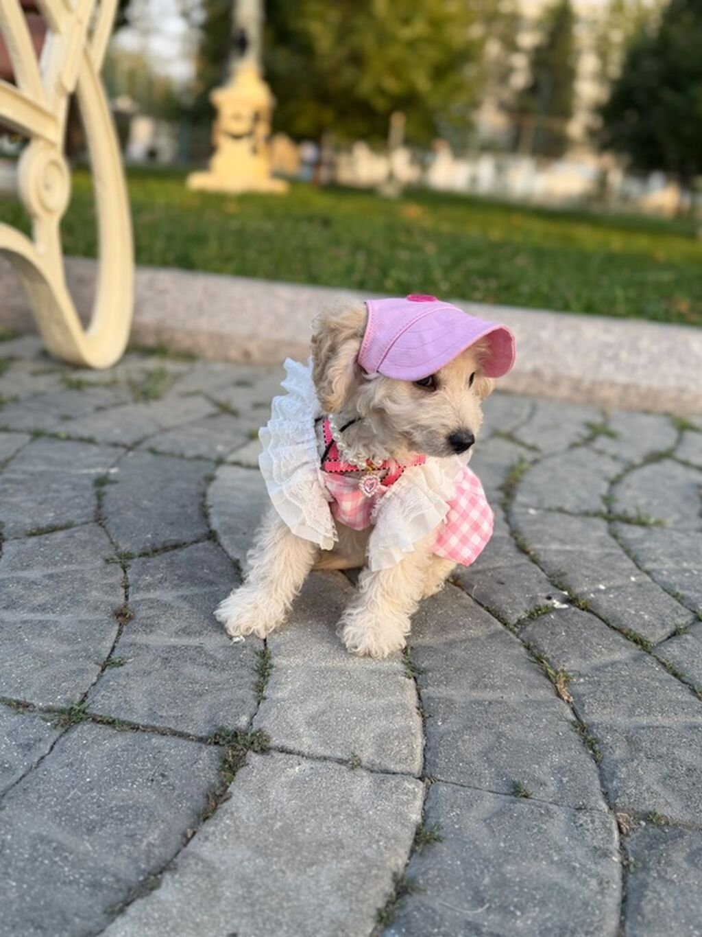 Pudel, 3 ay, Dişi, Peyvəndli — Heyvanlar, Gəncə