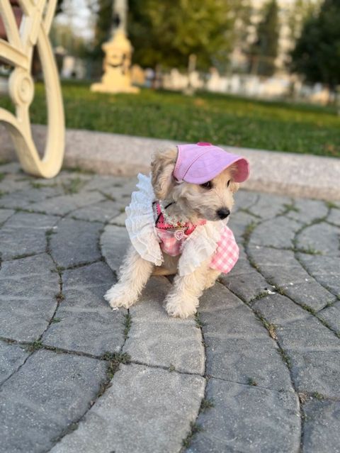 Pudel, 3 ay, Dişi, Peyvəndli — Gəncə