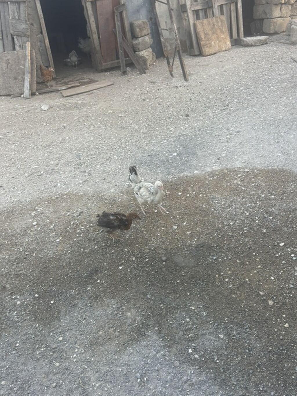 Toyuq cücələri, Ətlik — Heyvanlar, Digah (3)