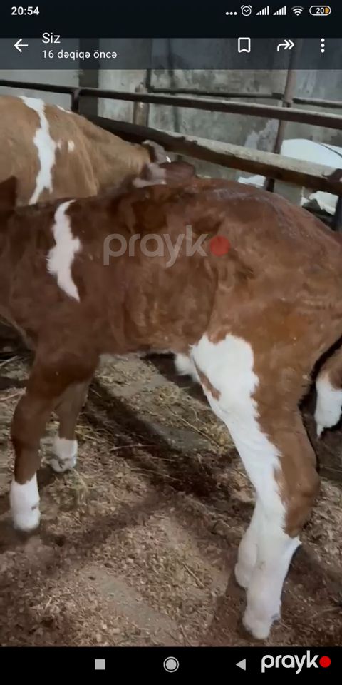 Simeltal erkək dana iki baş. bir başı 1500 manat