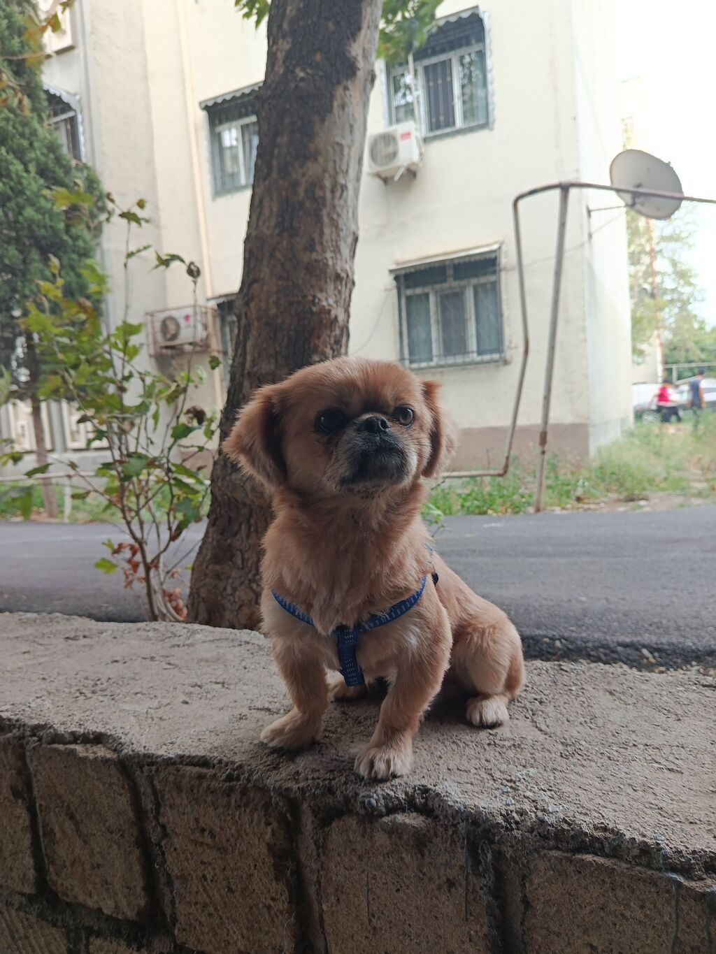 Pekines, 1 il, Erkək, Ünvandan götürmə — Heyvanlar, Gəncə (5)