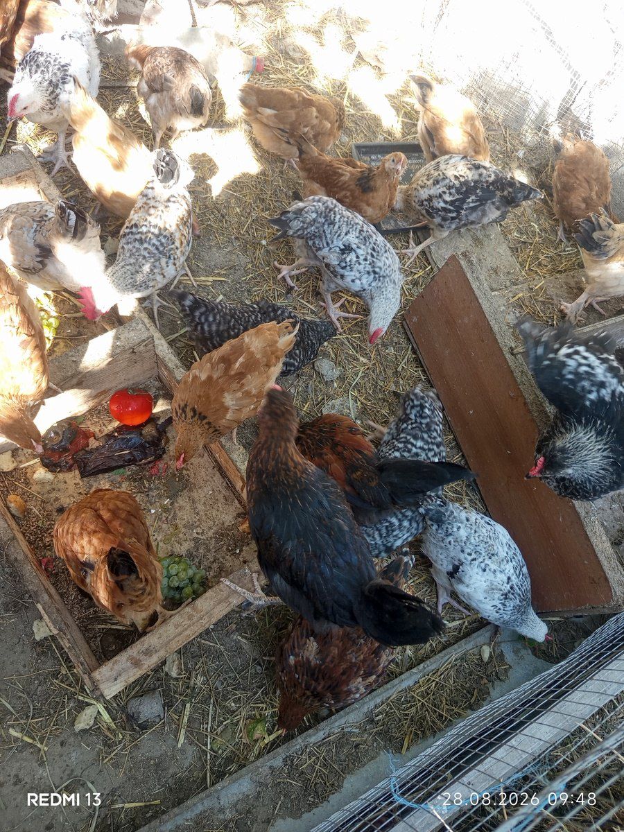 Cücələr — Quşlar, Bakı (3)