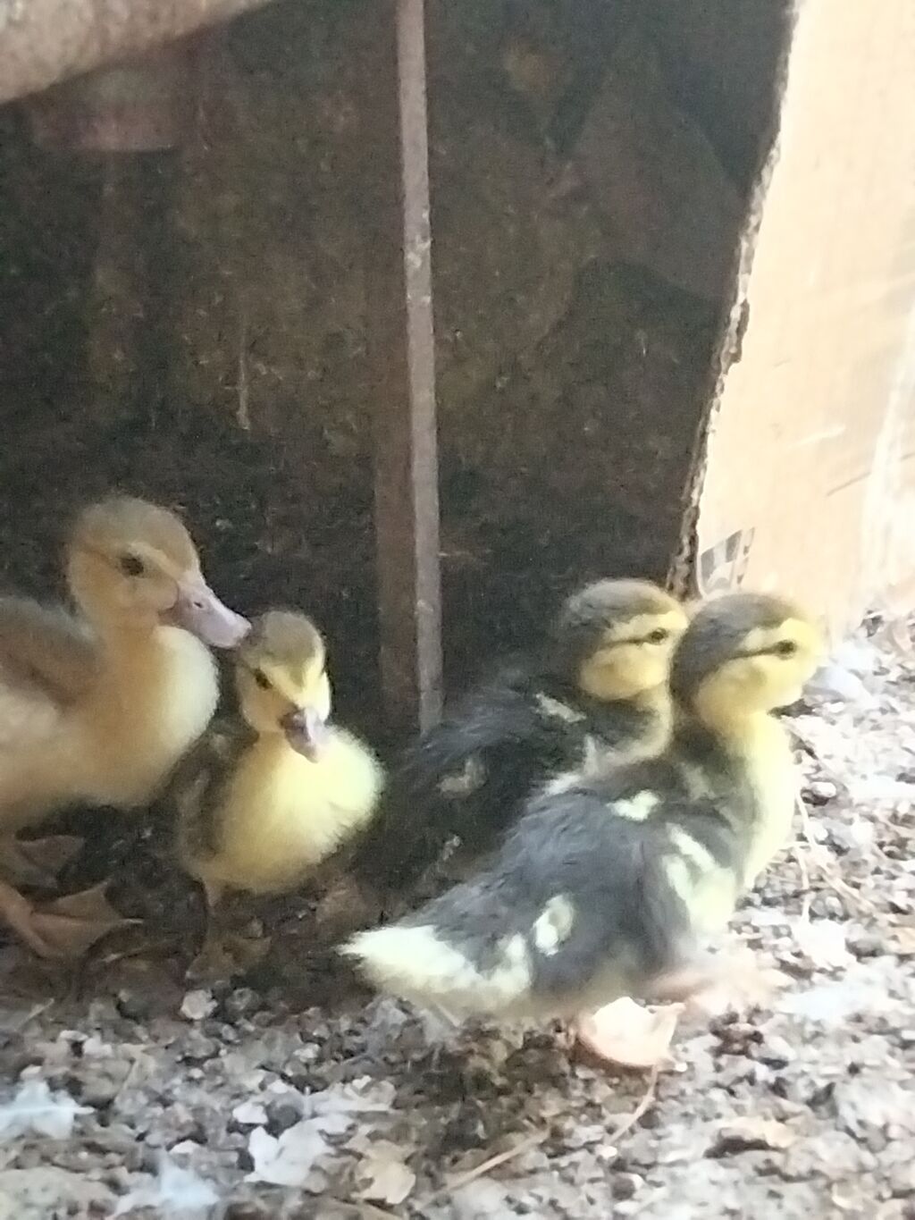 Məhsul: Ördək balaları (qarışıq rəngləi Çox gotrene endirim olunacag — Heyvanlar, Xırdalan (4)