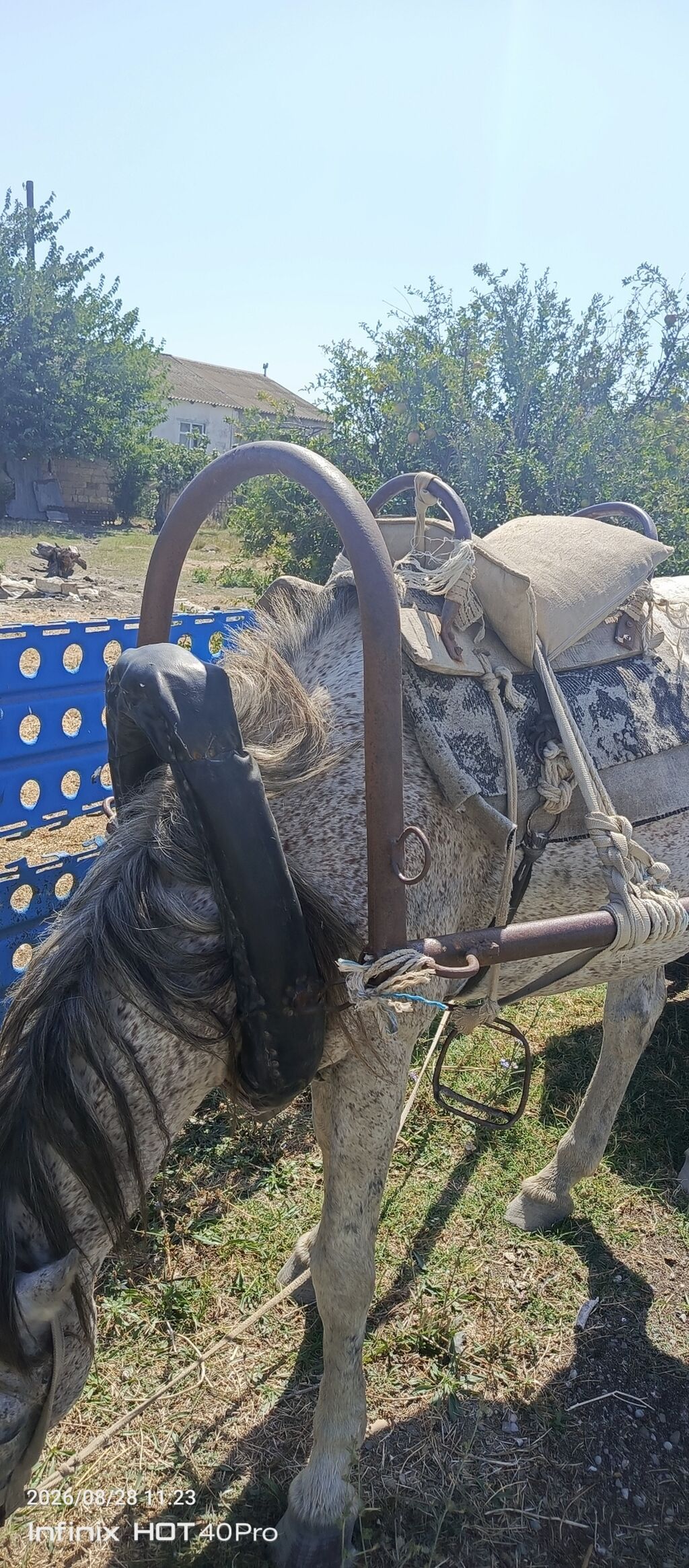 At arabası və qoşqu dəsti - İki təkərli, yarımörtülü taxta bortlu — Avto, Xızı (3)