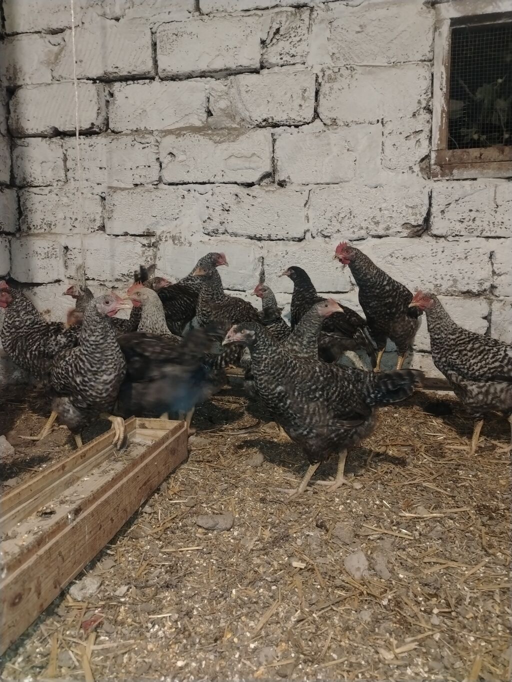 Xarkov sortu, vaksinləri vurulub, 4 aylıqdır, cəmi 70 dənə qalıb ciddi — Heyvanlar, Digah (6)