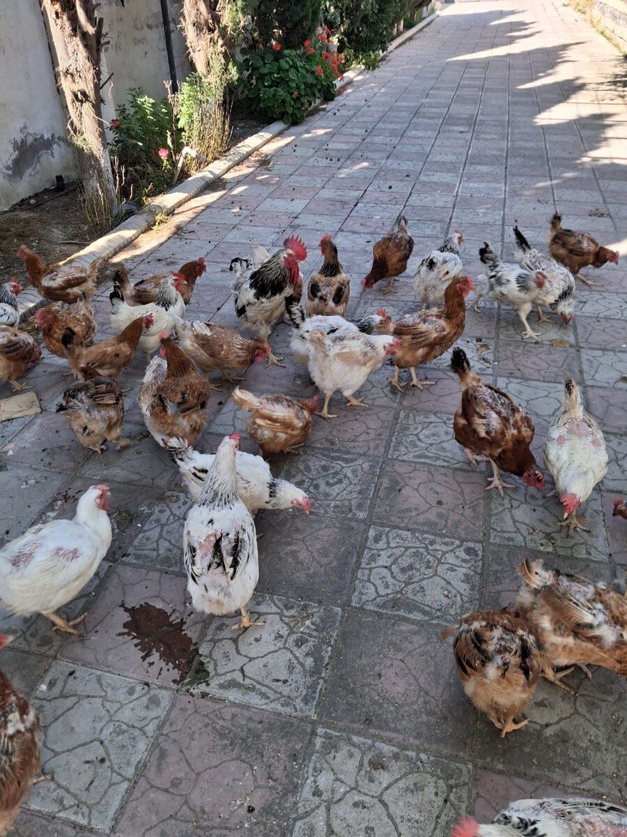 Xoruz və toyuqlar — Quşlar, Bakı (2)