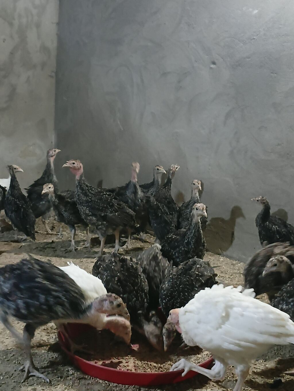 Hinduşka cücələri, Damazlıq — Heyvanlar, Digah (3)
