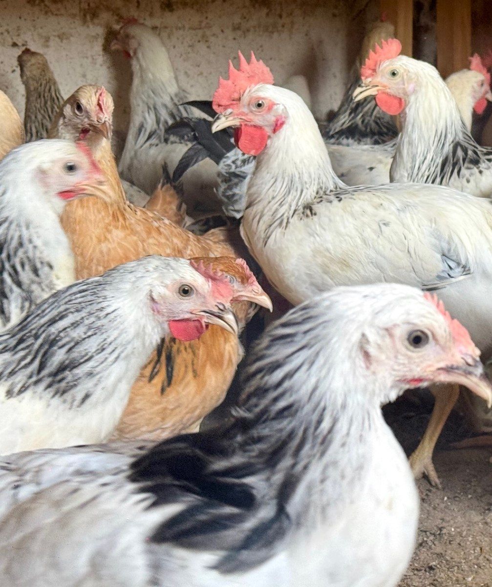 Kənd çolpası, xoruzu, toyuğu — Quşlar, Bakı (8)